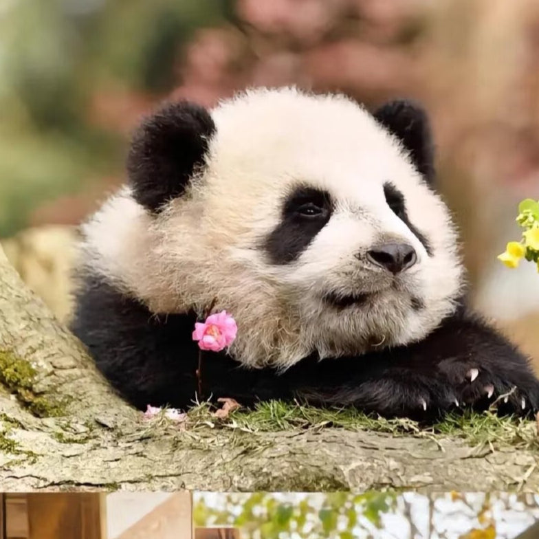 Chengdu Panda Base+SanXingDui Museum 1 Day Tour