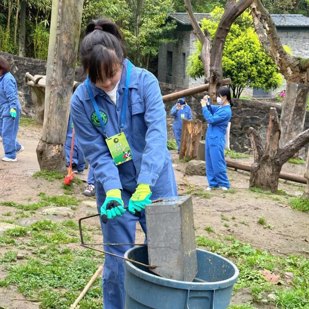 One-day Tour of Chengdu Panda Volunteer Experience