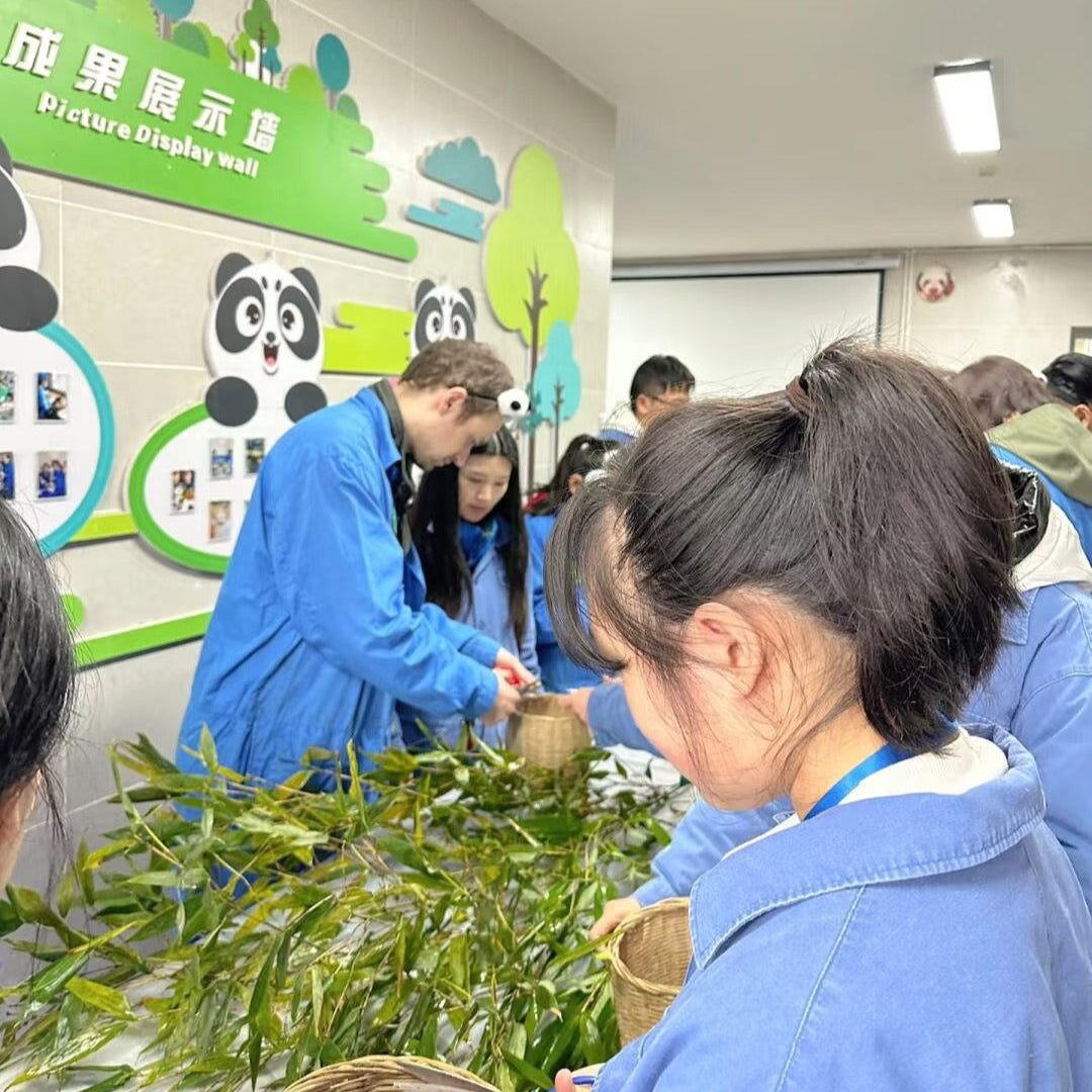 One-day Tour of Chengdu Panda Volunteer Experience