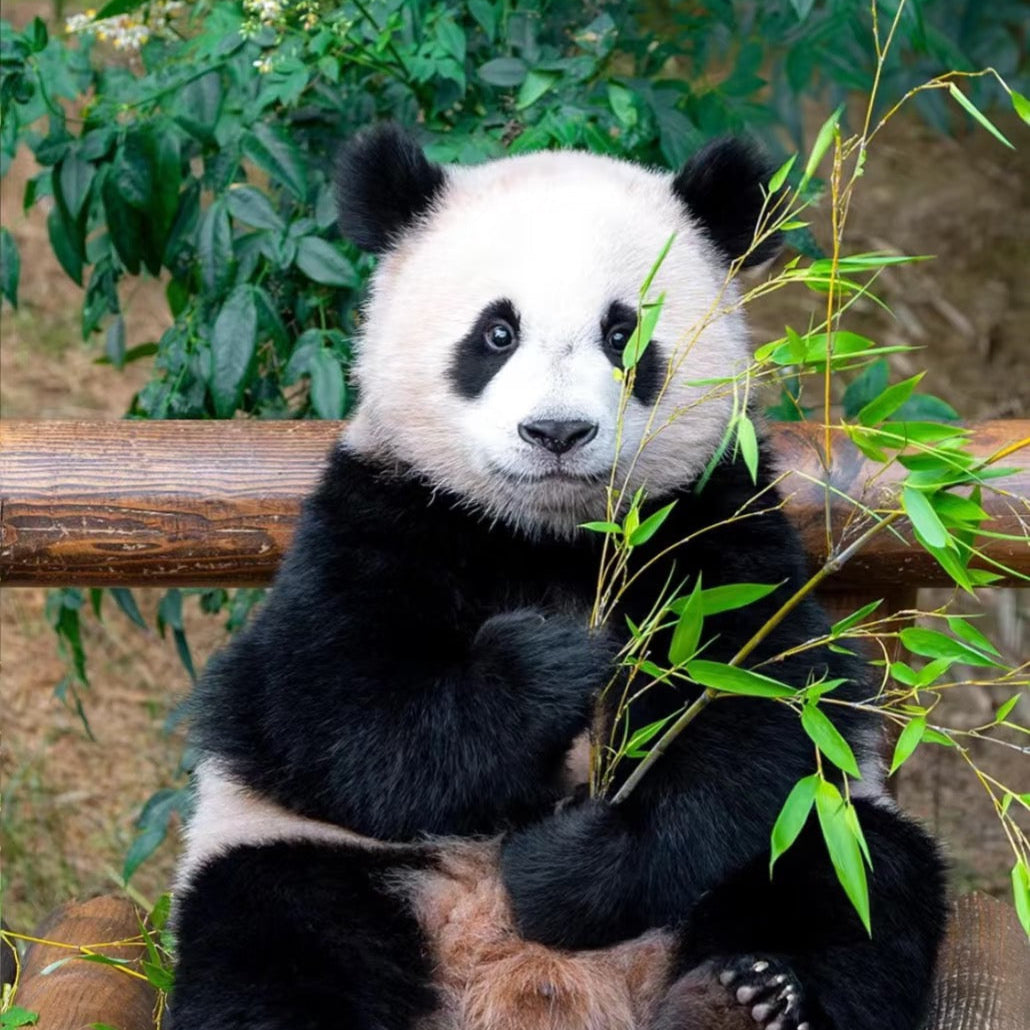 Chengdu Panda Base+SanXingDui Museum 1 Day Tour