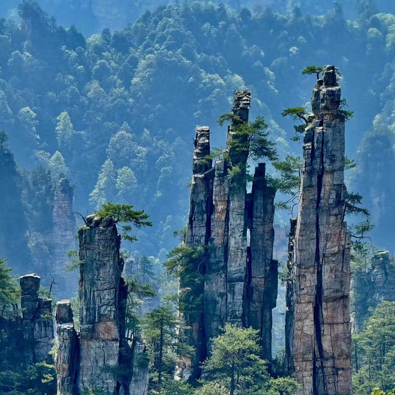 Zhangjiajie National Forest Park One-day Tour | Avatar-Yuanjiajie & Hallelujah Mountain