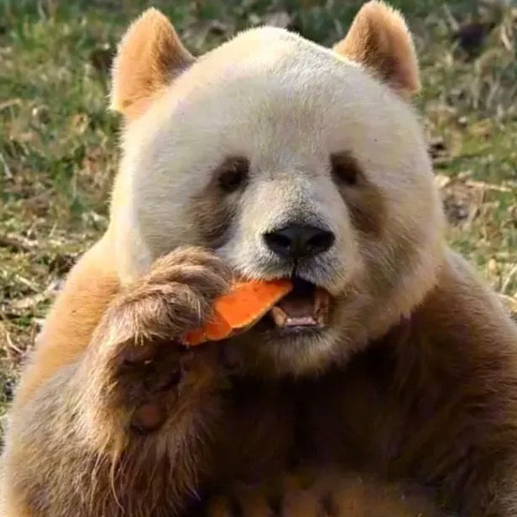Qizai-The World's Only Brown Panda-Xi'an Panda Day Tour-Qinling Four Treasure Science Park