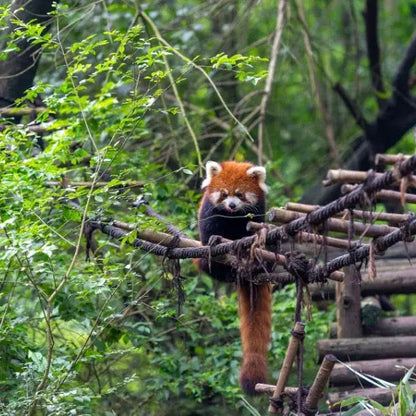 Chengdu Giant Panda Base Half‑Day Leisure Tour