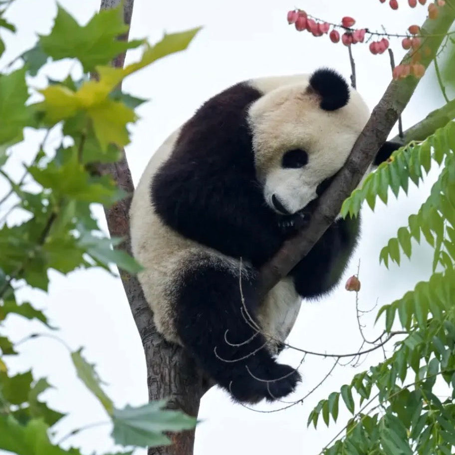Chengdu Giant Panda Base Half‑Day Leisure Tour