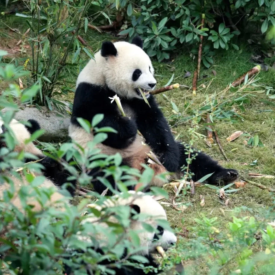 Chengdu Giant Panda Base Half‑Day Leisure Tour