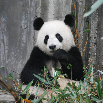Beijing Day Tour - Mutianyu Great Wall+Yayun Panda House｜Small Group for Parent-child Package