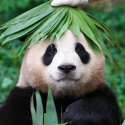 Beijing Day Tour - Mutianyu Great Wall+Yayun Panda House｜Small Group for Parent-child Package