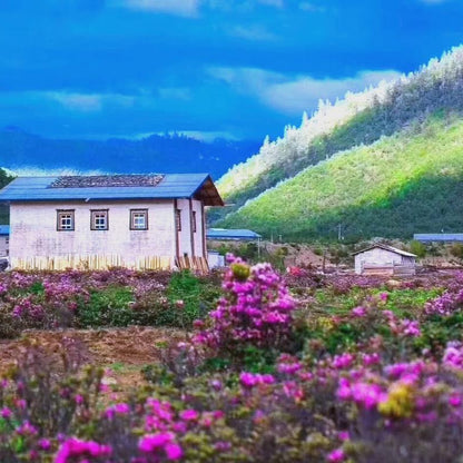 Shangri-La Day Tour From LiJiang-Tiger Leaping Gorge+Haba Snow Mountain+Dukezong Ancient Town+Napa Sea