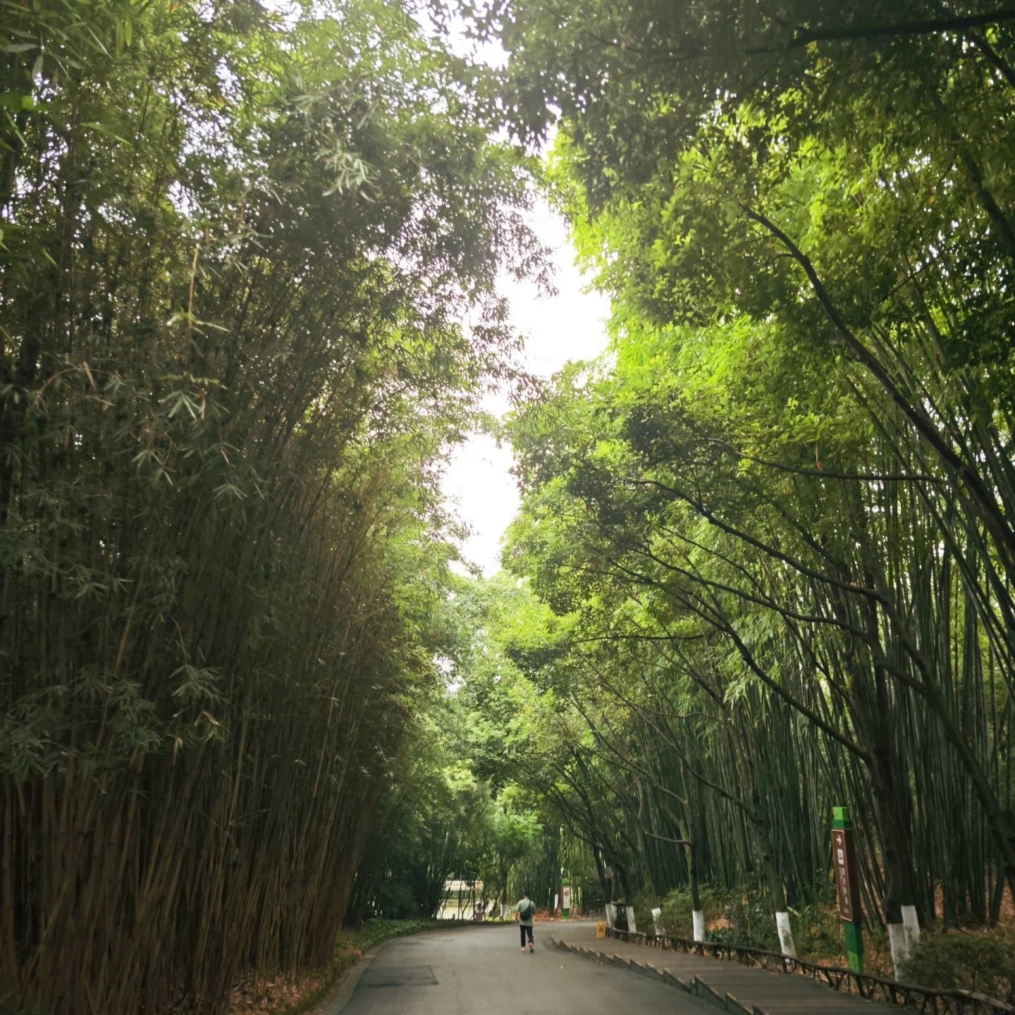 Half-Day Tour to Panda Base Economical and Hassle-Free Style