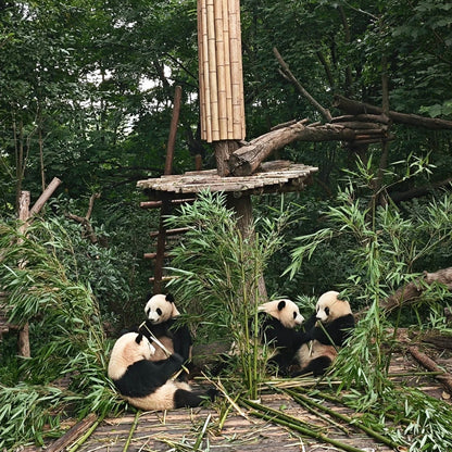 Half-Day Tour to Panda Base Economical and Hassle-Free Style