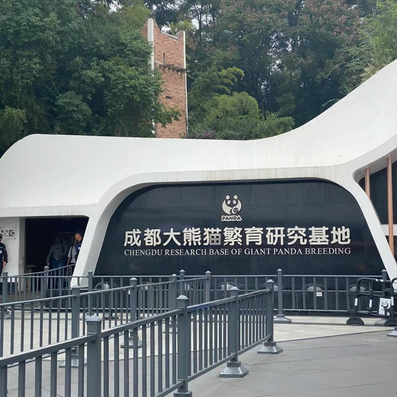 Half-Day Tour to Panda Base Economical and Hassle-Free Style