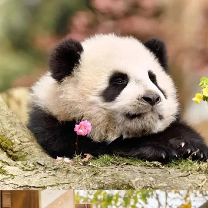 Half-Day Tour to Panda Base Economical and Hassle-Free Style