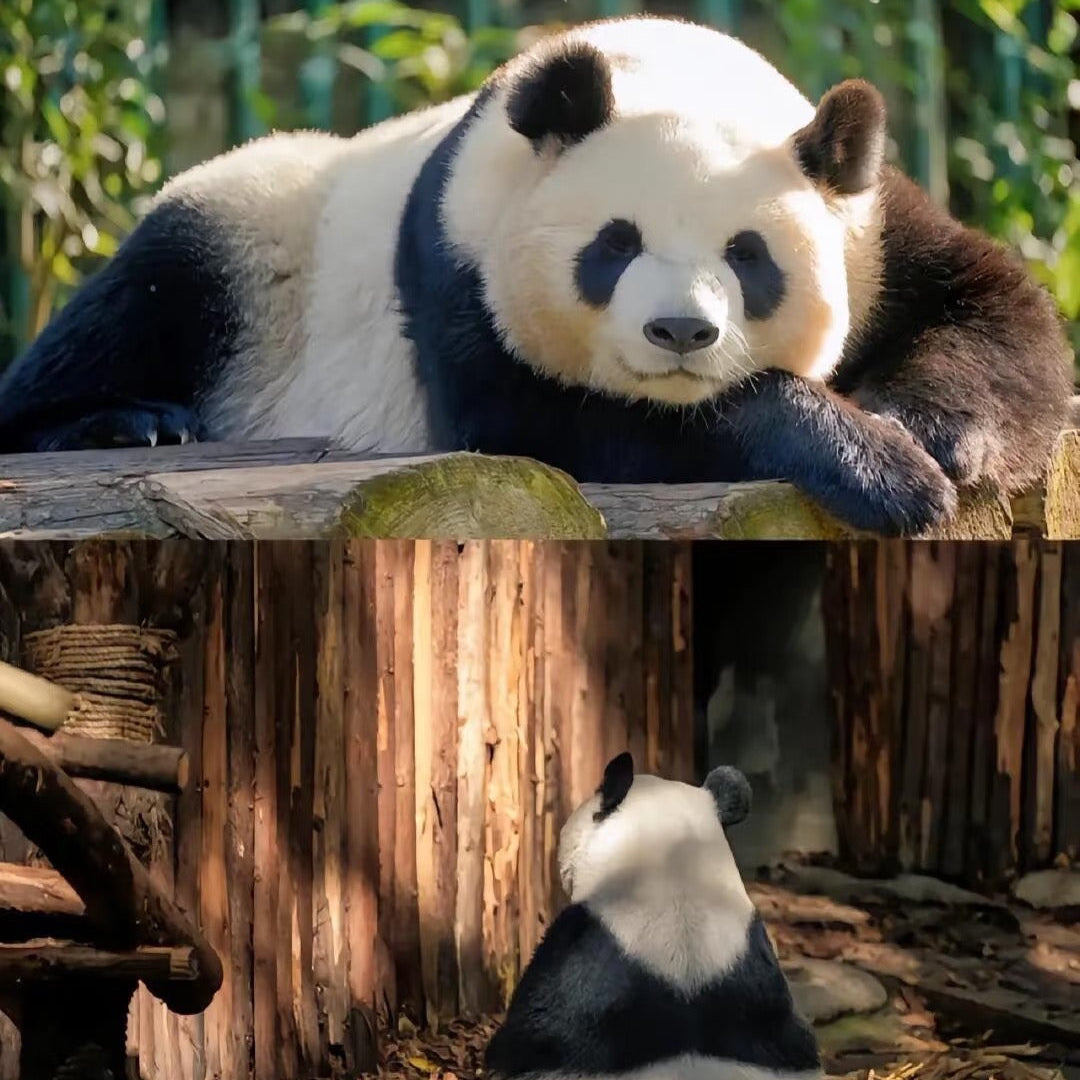 Half-Day Tour to Panda Base Economical and Hassle-Free Style
