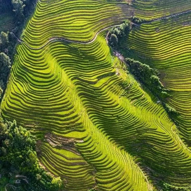 Longji Rice Terrace One Day Tour From Guilin｜Small Group