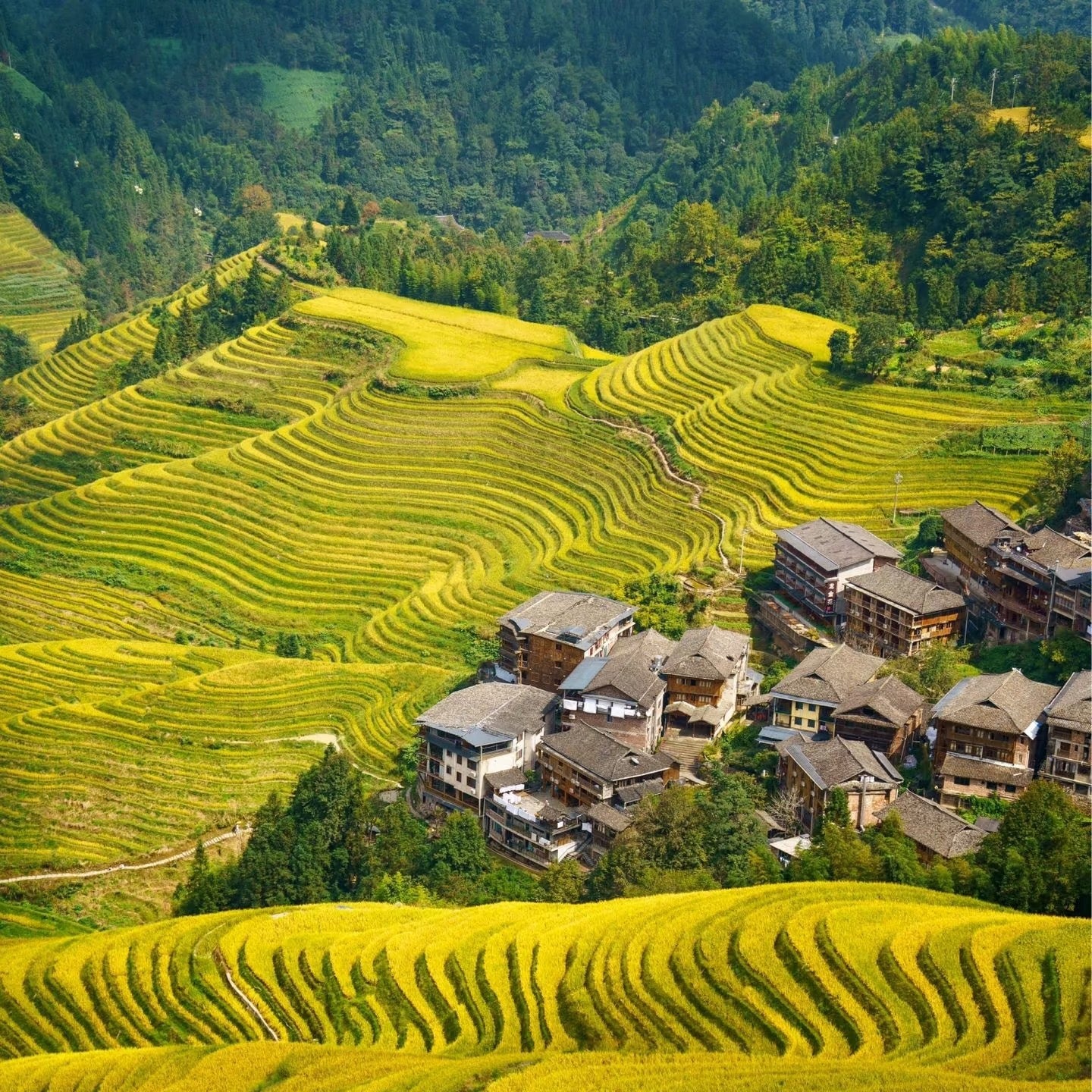 Longji Rice Terrace One Day Tour From Guilin｜Small Group