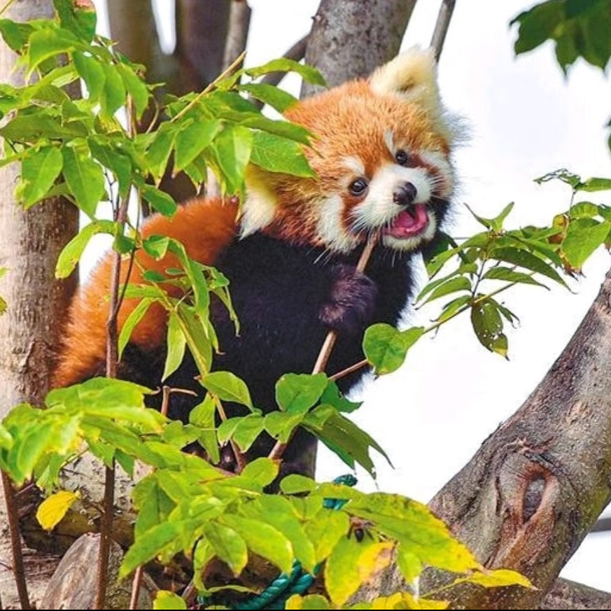 Qizai-The World's Only Brown Panda-Xi'an Panda Day Tour-Qinling Four Treasure Science Park