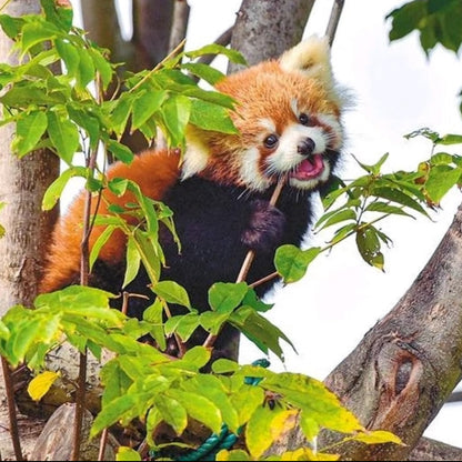 Qizai-The World's Only Brown Panda-Xi'an Panda Day Tour-Qinling Four Treasure Science Park