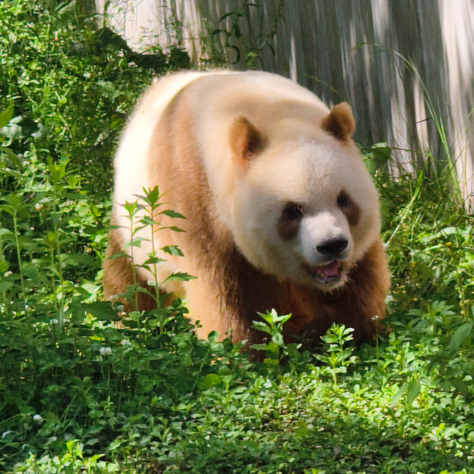 Qizai-The World's Only Brown Panda-Xi'an Panda Day Tour-Qinling Four Treasure Science Park